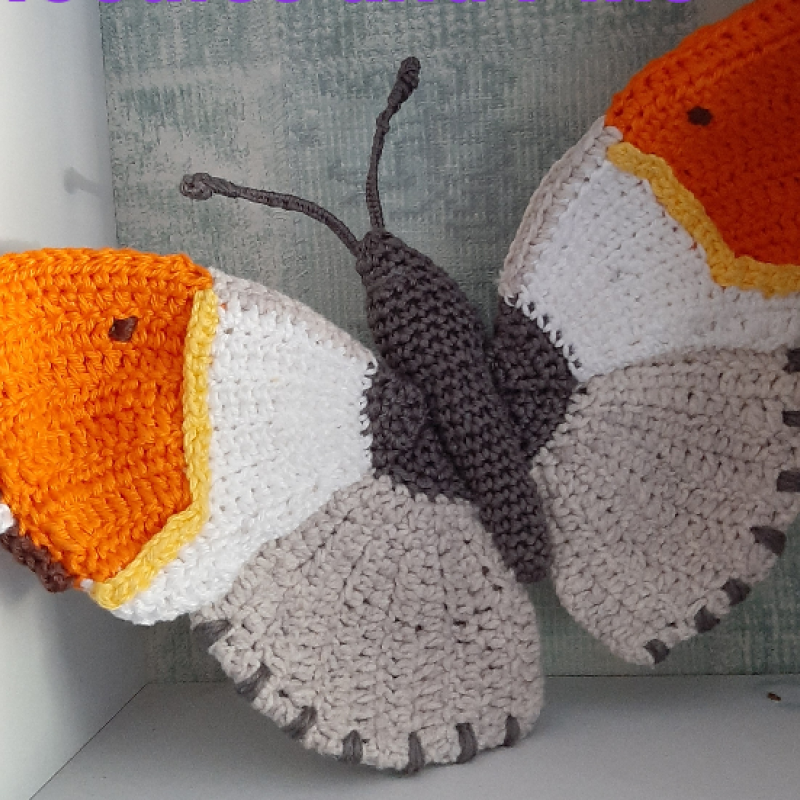 Oranje tipje vlinder voorkant